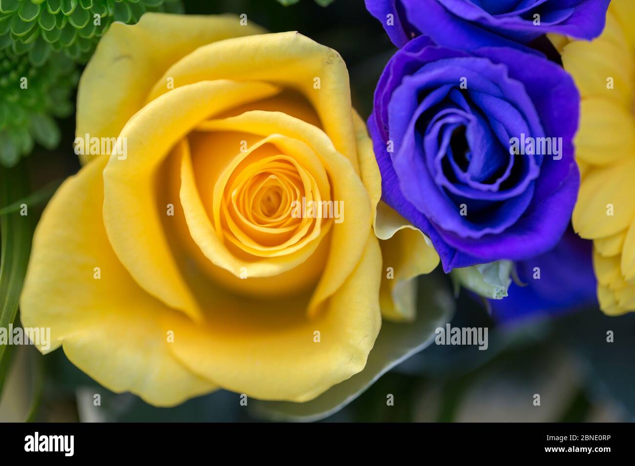 Bouquet di rose inglesi Foto Stock