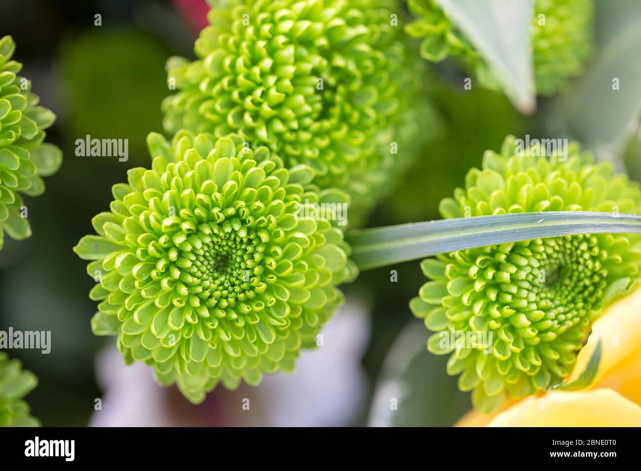 Bouquet di rose inglesi Foto Stock