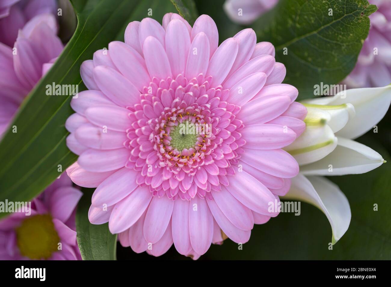 Bouquet di rose inglesi Foto Stock