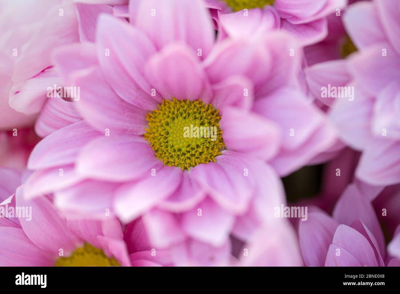 Bouquet di rose inglesi Foto Stock