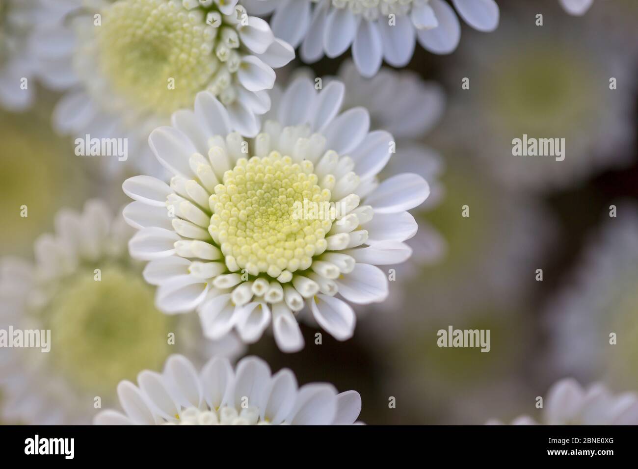 Bouquet di rose inglesi Foto Stock