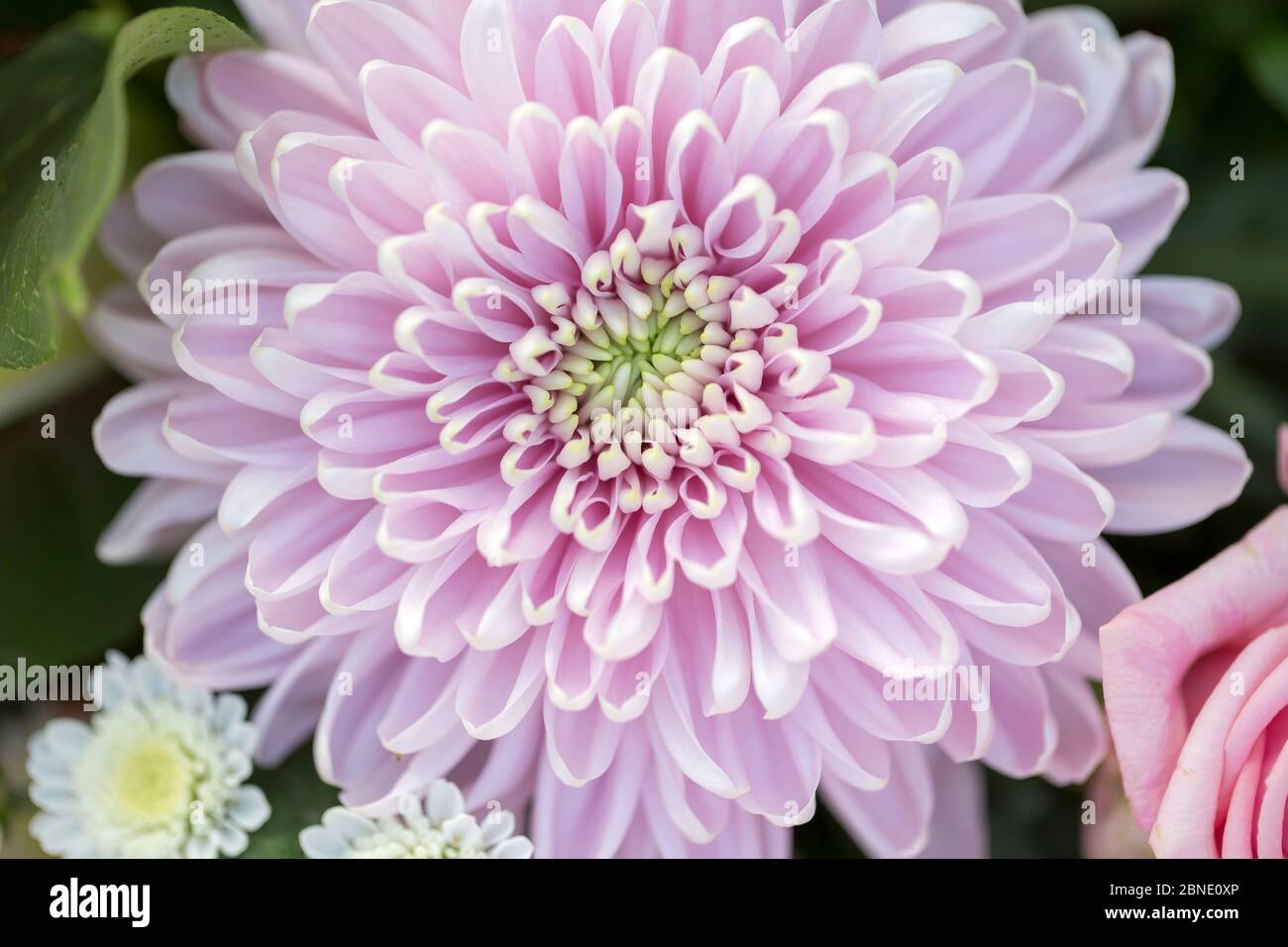 Bouquet di rose inglesi Foto Stock