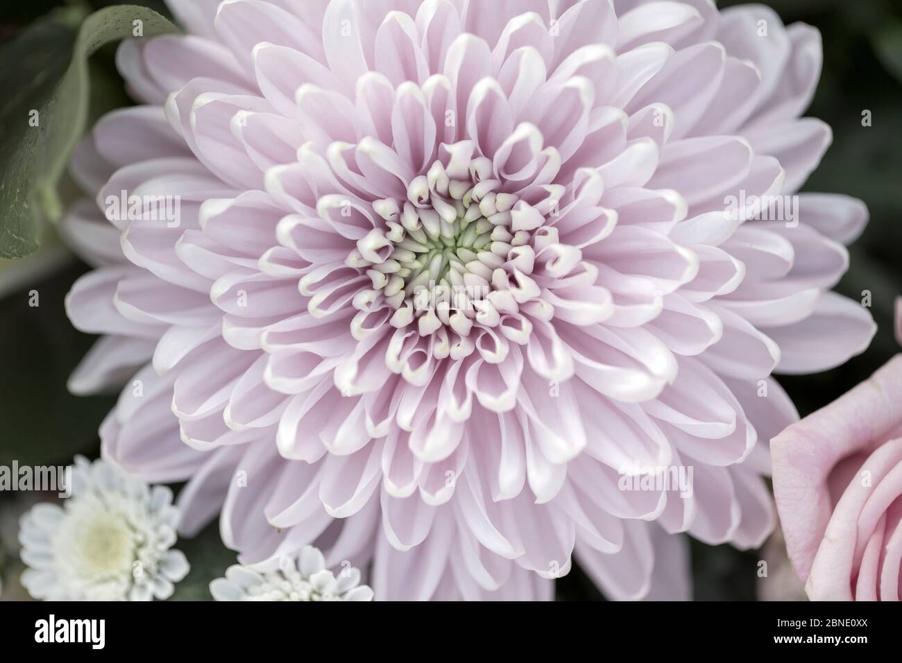 Bouquet di rose inglesi Foto Stock