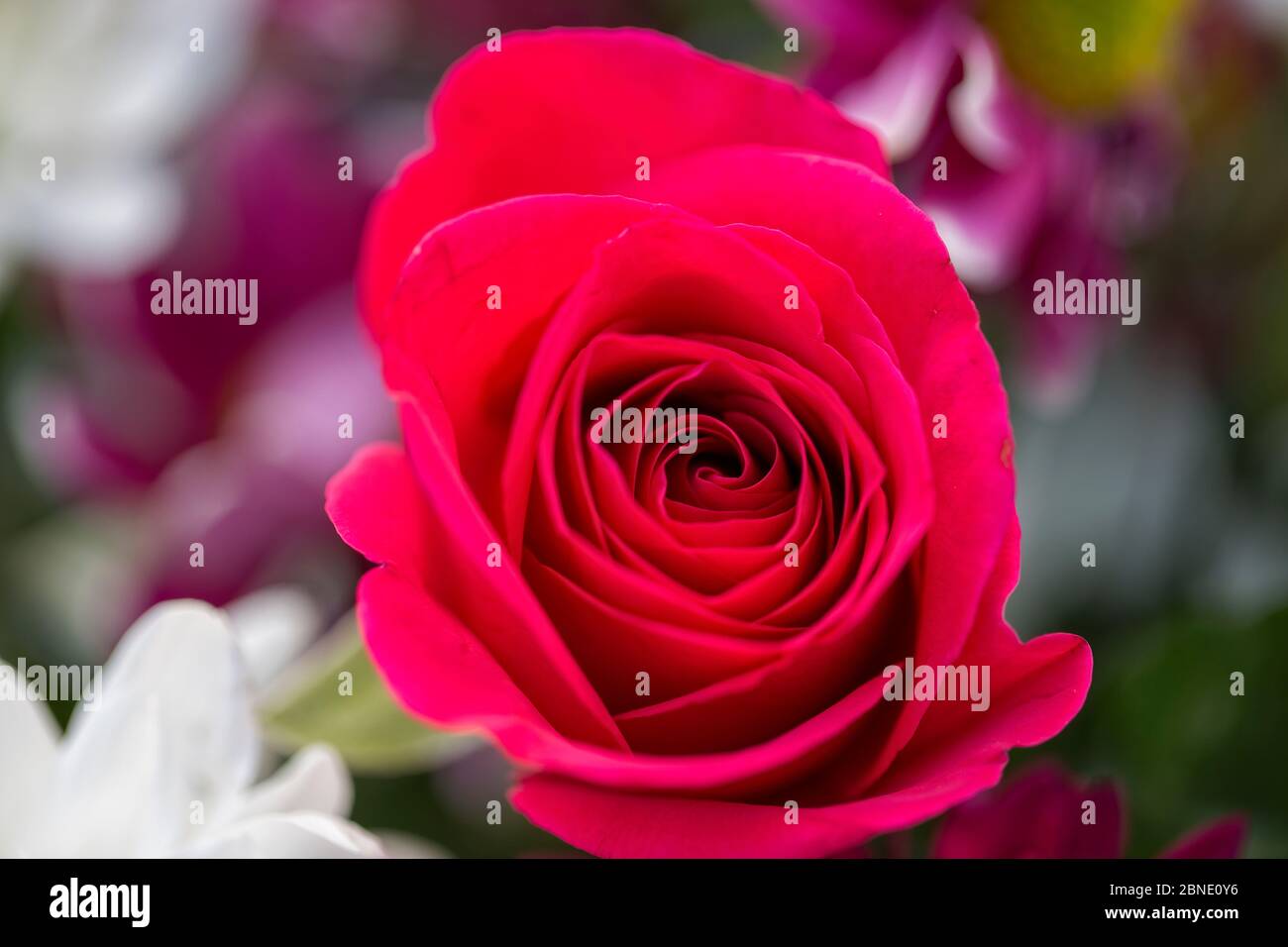 Bouquet di rose inglesi Foto Stock