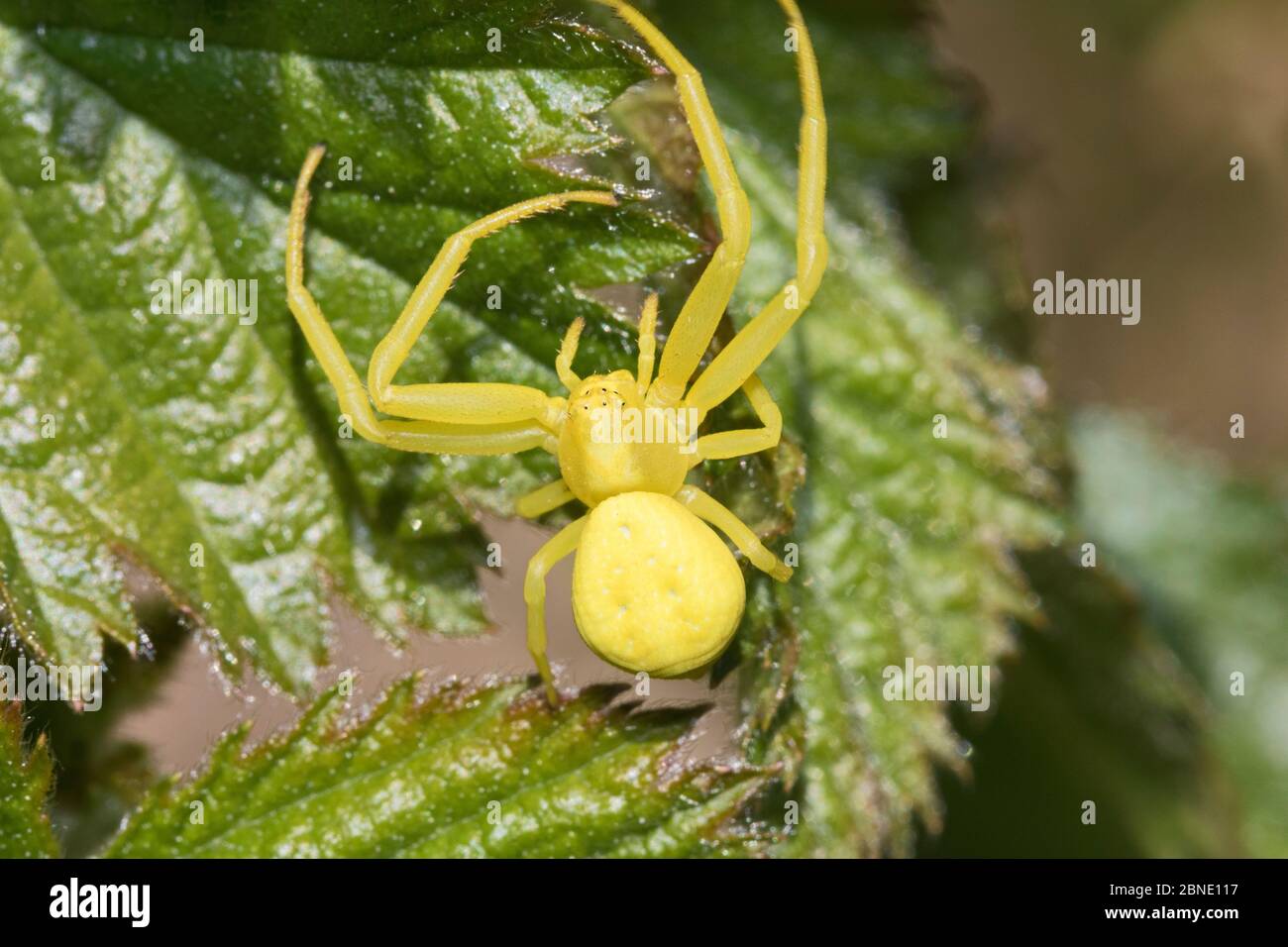 Femmina ragno di granchio (Misumena vatia) forma gialla, su foglia, Brockley Cemetery, Lewisham, Londra, Inghilterra, aprile. Foto Stock