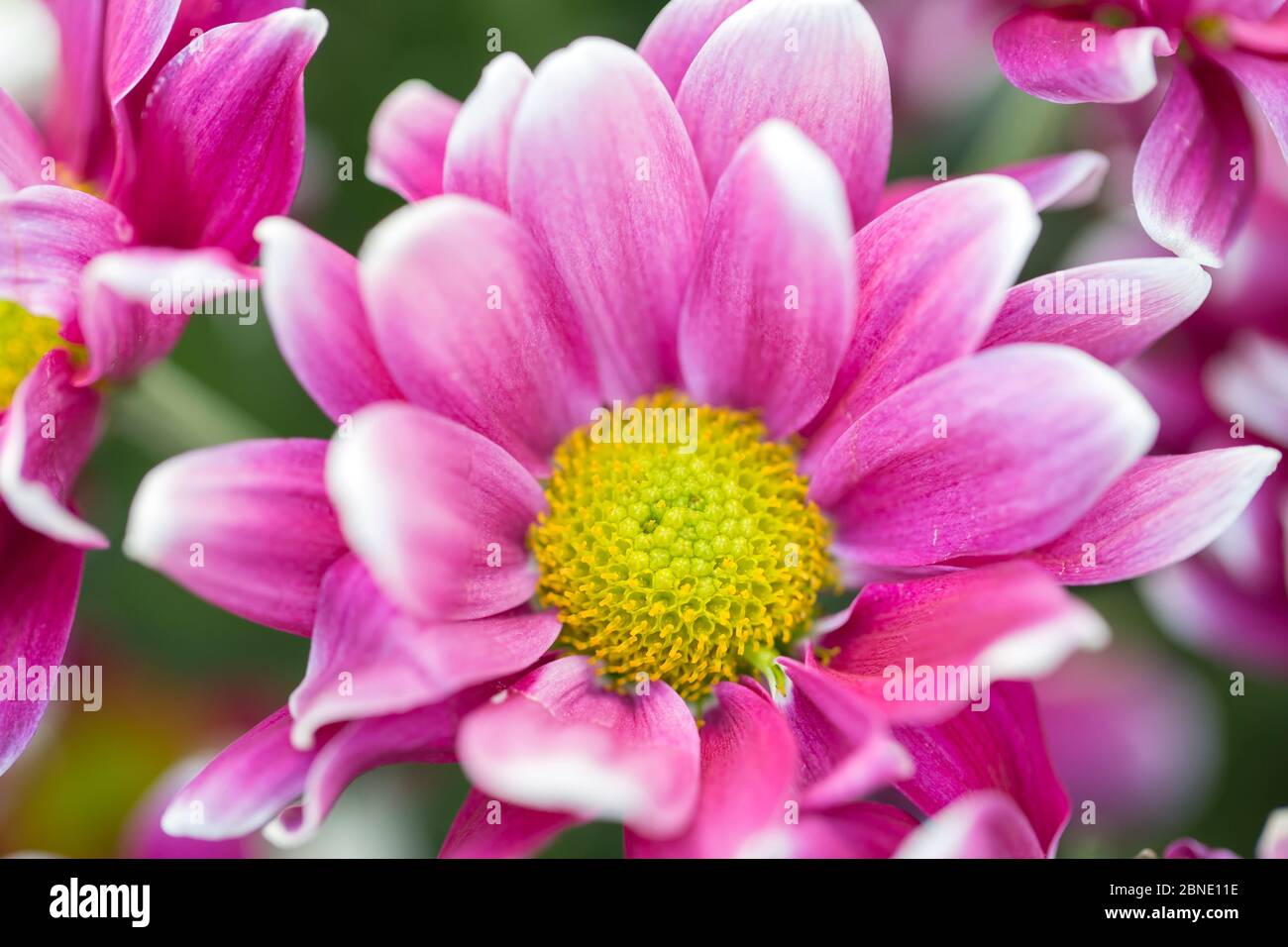 Bouquet di rose inglesi Foto Stock