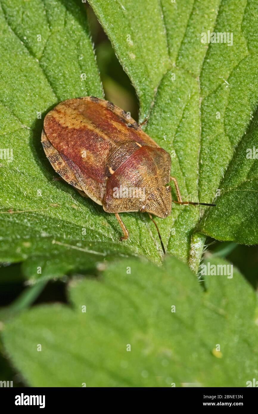 Tartaruga bug (Eurygaster testudinaria) sulla foglia, Sutcliffe Park Nature Reserve, Eltham, Londra, Inghilterra, giugno. Foto Stock