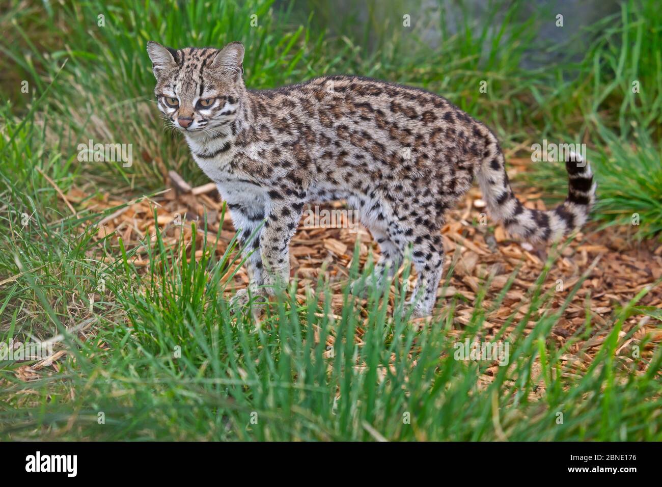 Maschio piccolo macchiato gatto / Oncilla (Leopardus tirinus) prigioniero, si verifica in Sud America, specie vulnerabili. Foto Stock