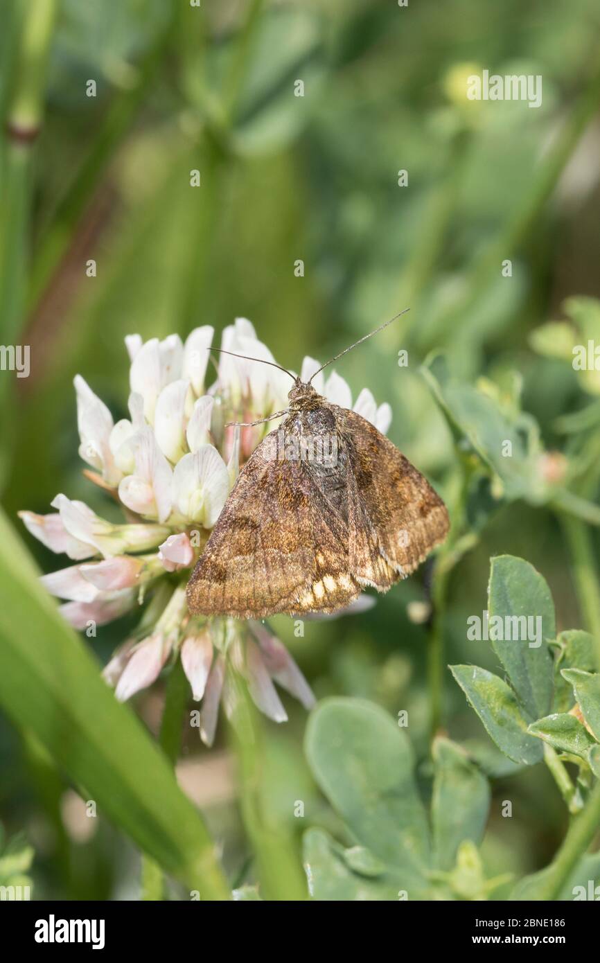 Burnett compagno Moth (Euclidia glyphica) che si nutre di Clover flower, Sutcliffe Park Nature Reserve, Eltham, Londra, Inghilterra, giugno. Foto Stock