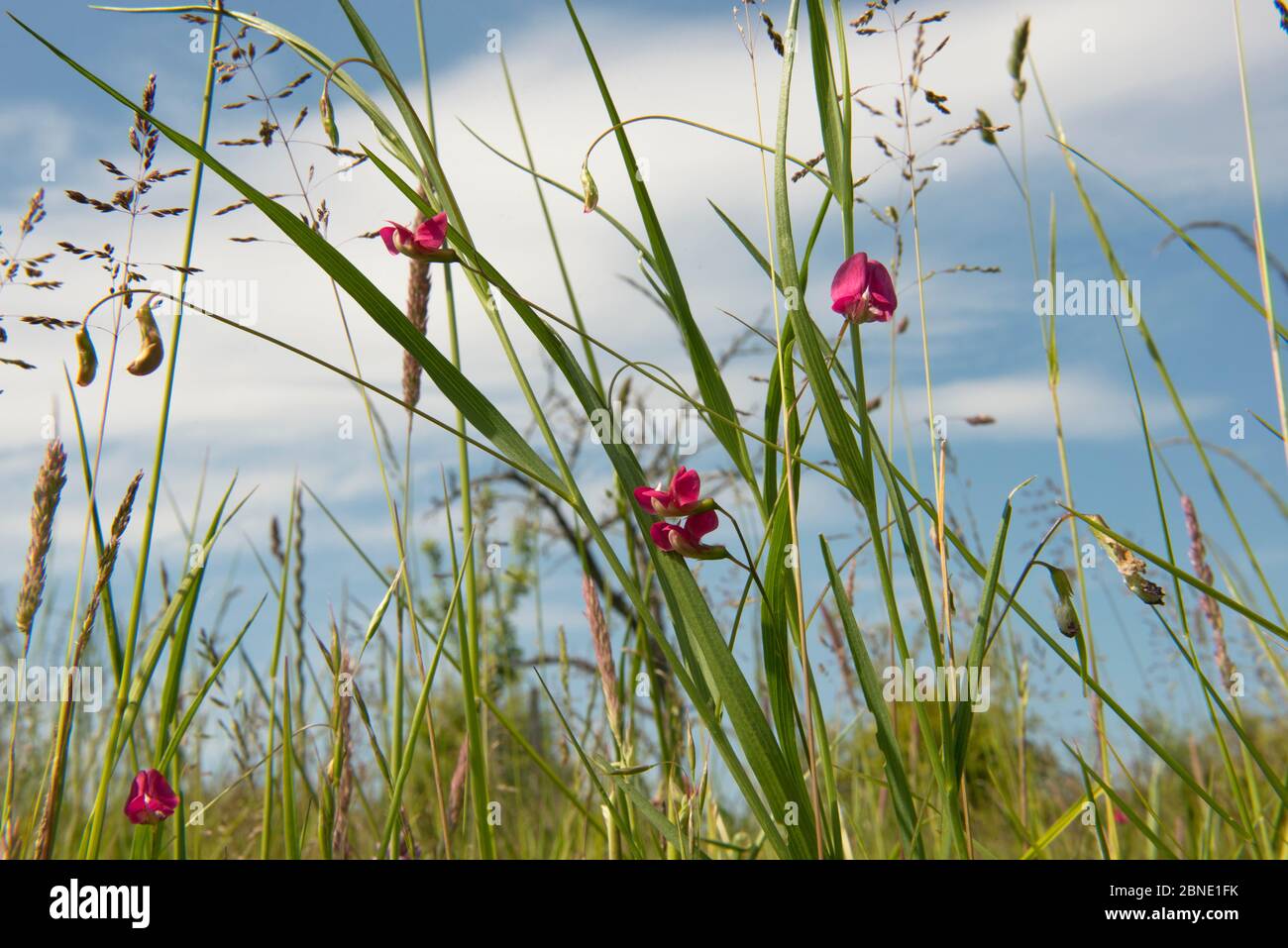 Vetchling di erba-lievitata (Lathyrus nissolia), fiorente fra l'erba di ruba (Poa trivialis), Worcestershire, Inghilterra, Regno Unito, giugno. Foto Stock