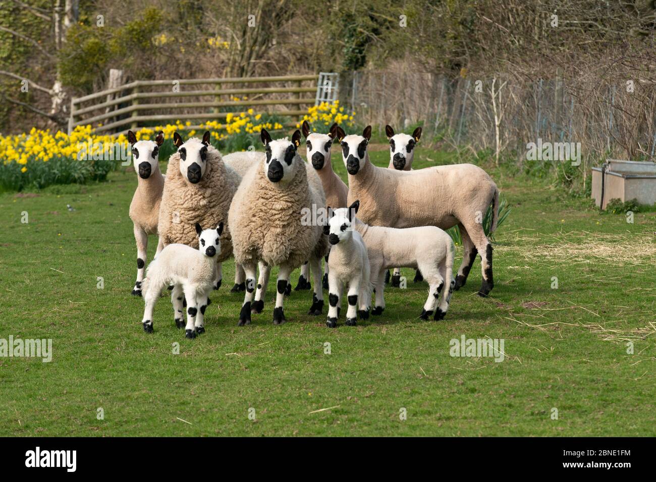 Gruppo di pecore di Kerry Hill in campo con narcisi, Herefordshire, Inghilterra, Regno Unito. Aprile 2015, Foto Stock