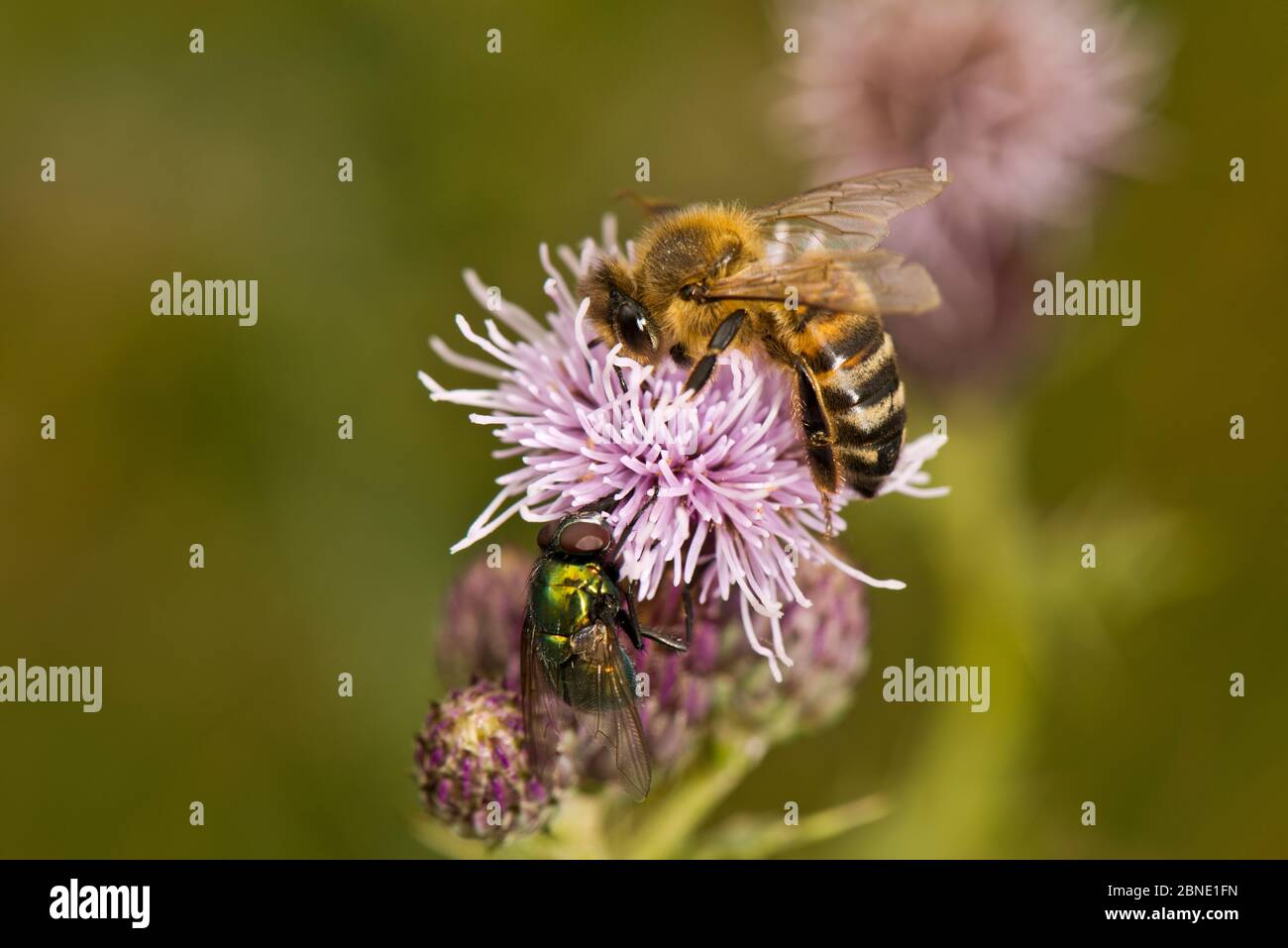 Miele ape (Apis mellifera) e bottiglia verde fly (colpo di volo), sul fiore di thistle, Ceredigion, Galles, Regno Unito, agosto. Foto Stock