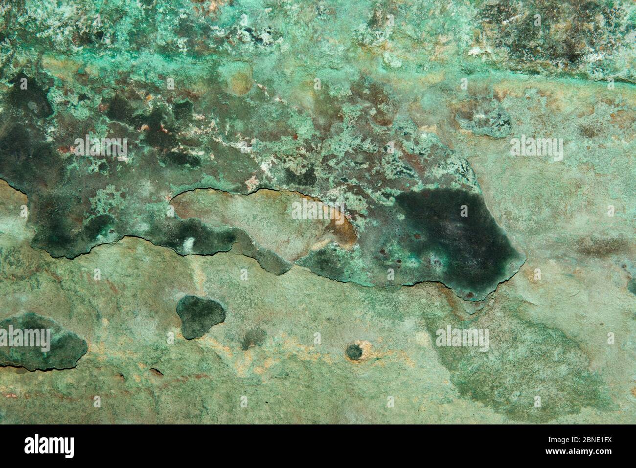 Roccia macchiata di rame causata dalla mineralizzazione che forma la malachite, pietra arenaria Grinshill, formazione triassica di pietra arenaria New Red, circa 250 milioni di anni Foto Stock