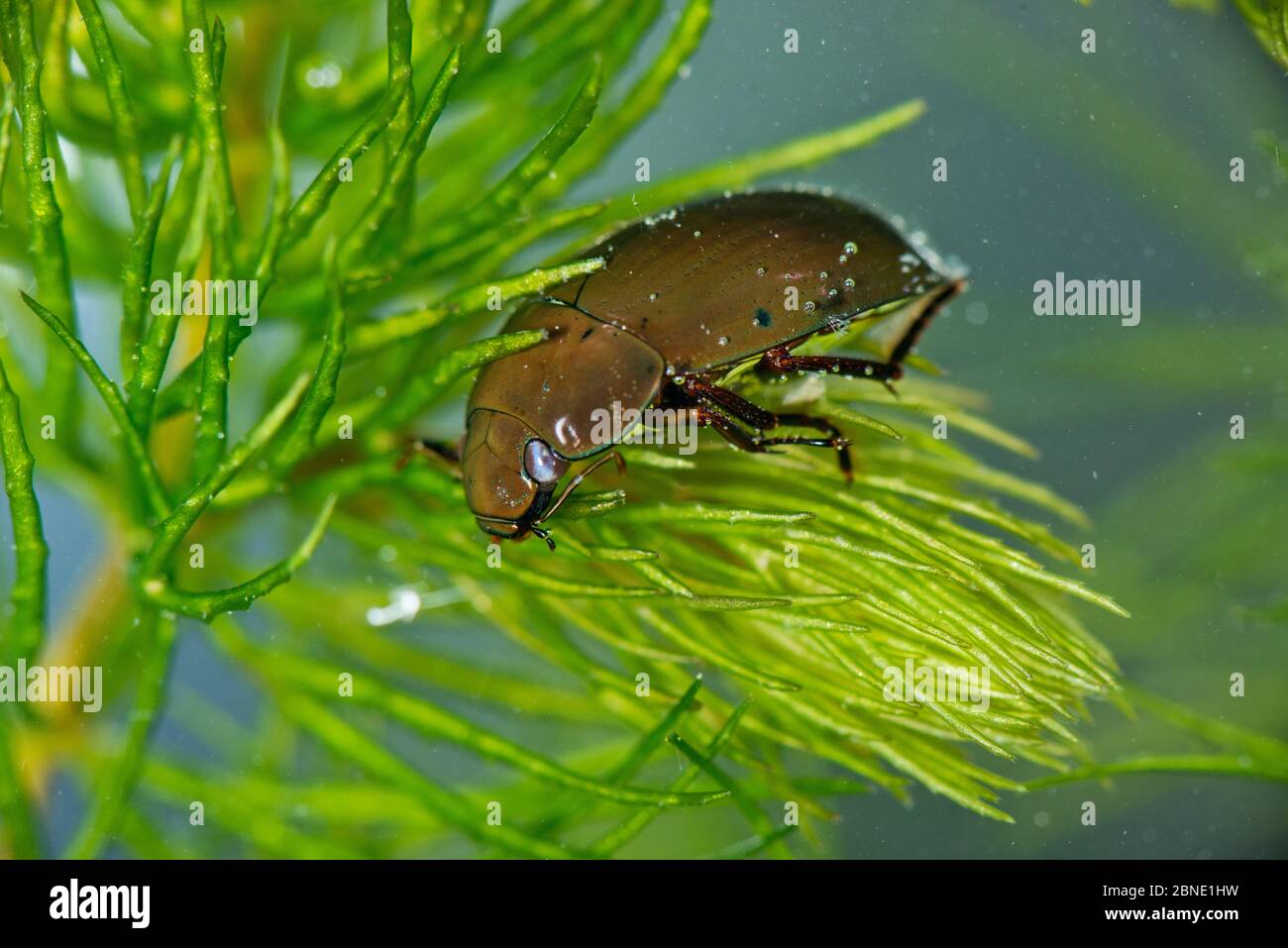 Argento minore diving beetle (Hydrochara caraboides), captive, Cheshire, Inghilterra, Regno Unito, Luglio. Foto Stock