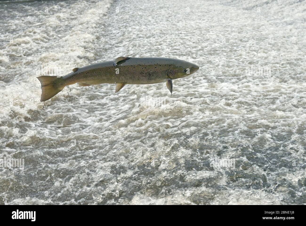 Salmone atlantico (Salmo salar) saltando uno stramazzo, Shrewsbury, fiume Severn, Shropshire, Inghilterra, Regno Unito. Novembre. Foto Stock