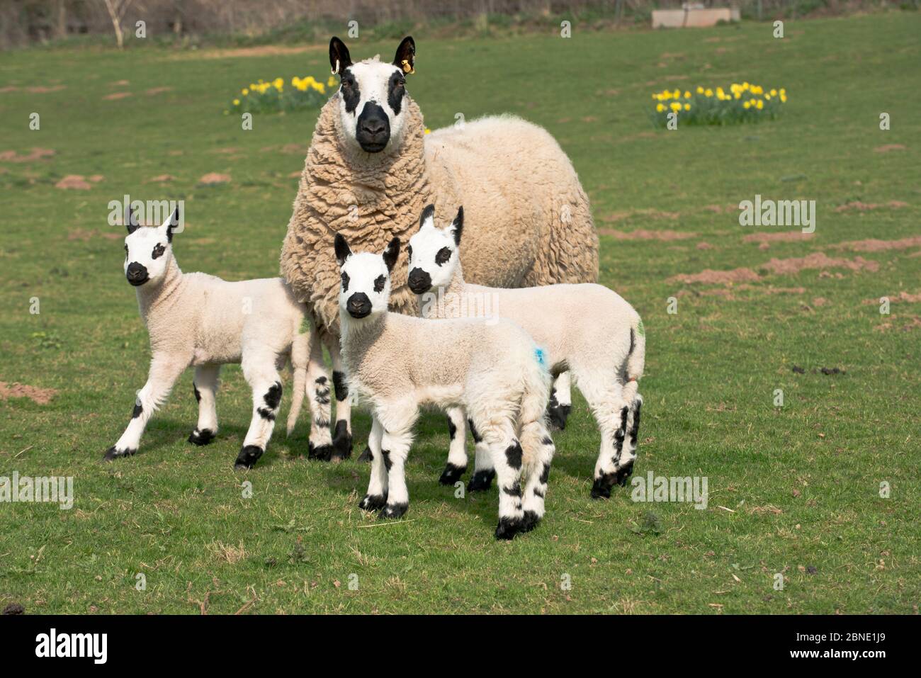 Pecora di Kerry Hill con tre agnelli, Herefordshire, Inghilterra, Regno Unito. Aprile 2015, Foto Stock