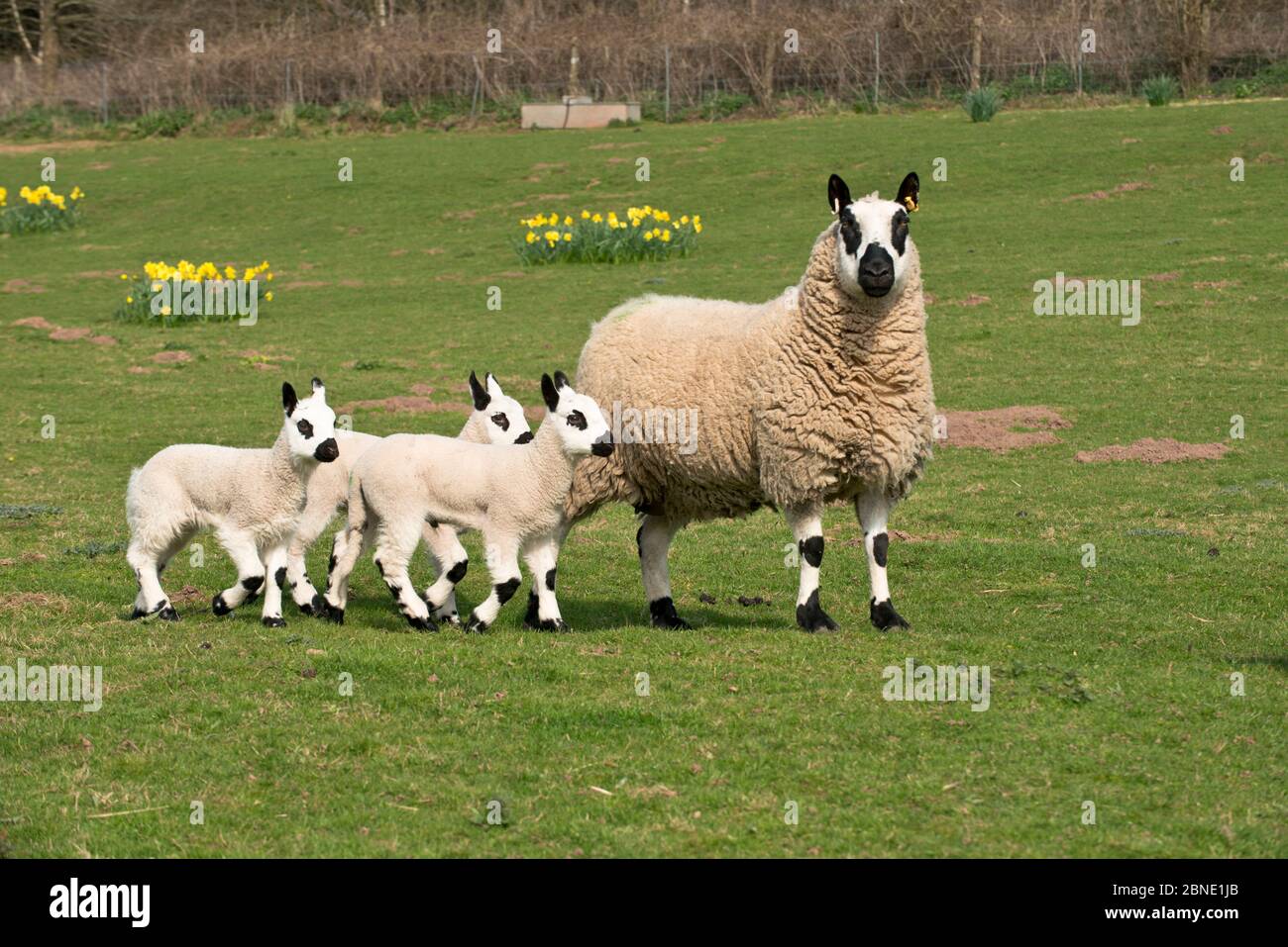 Pecora di Kerry Hill con agnelli e narcisi, Herefordshire, Inghilterra, Regno Unito. Aprile 2015, Foto Stock