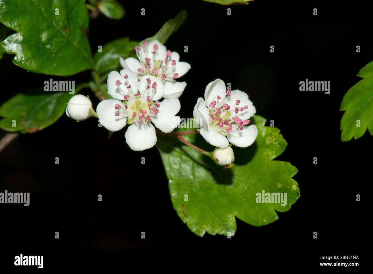 Il biancospino di Midland (Crataegus laevigata) in fiore, la riserva naturale di Tiddesley Wood, Worcestershire, Inghilterra, Regno Unito, marzo. Foto Stock