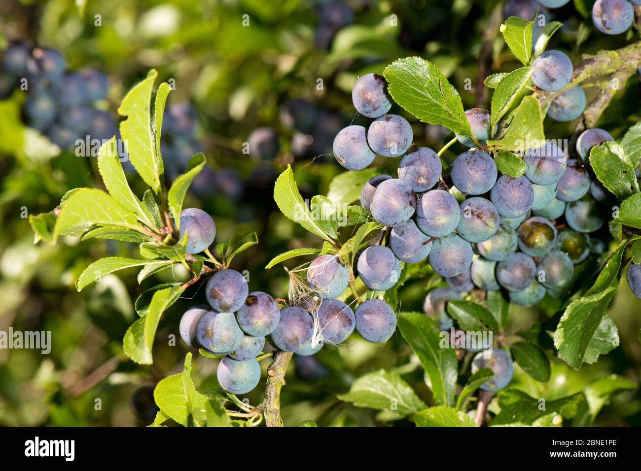 Sloe / Blackthorn (Prunus spinosa) frutta in hedgerow, Hertfordshire, Inghilterra, Regno Unito, agosto. Foto Stock