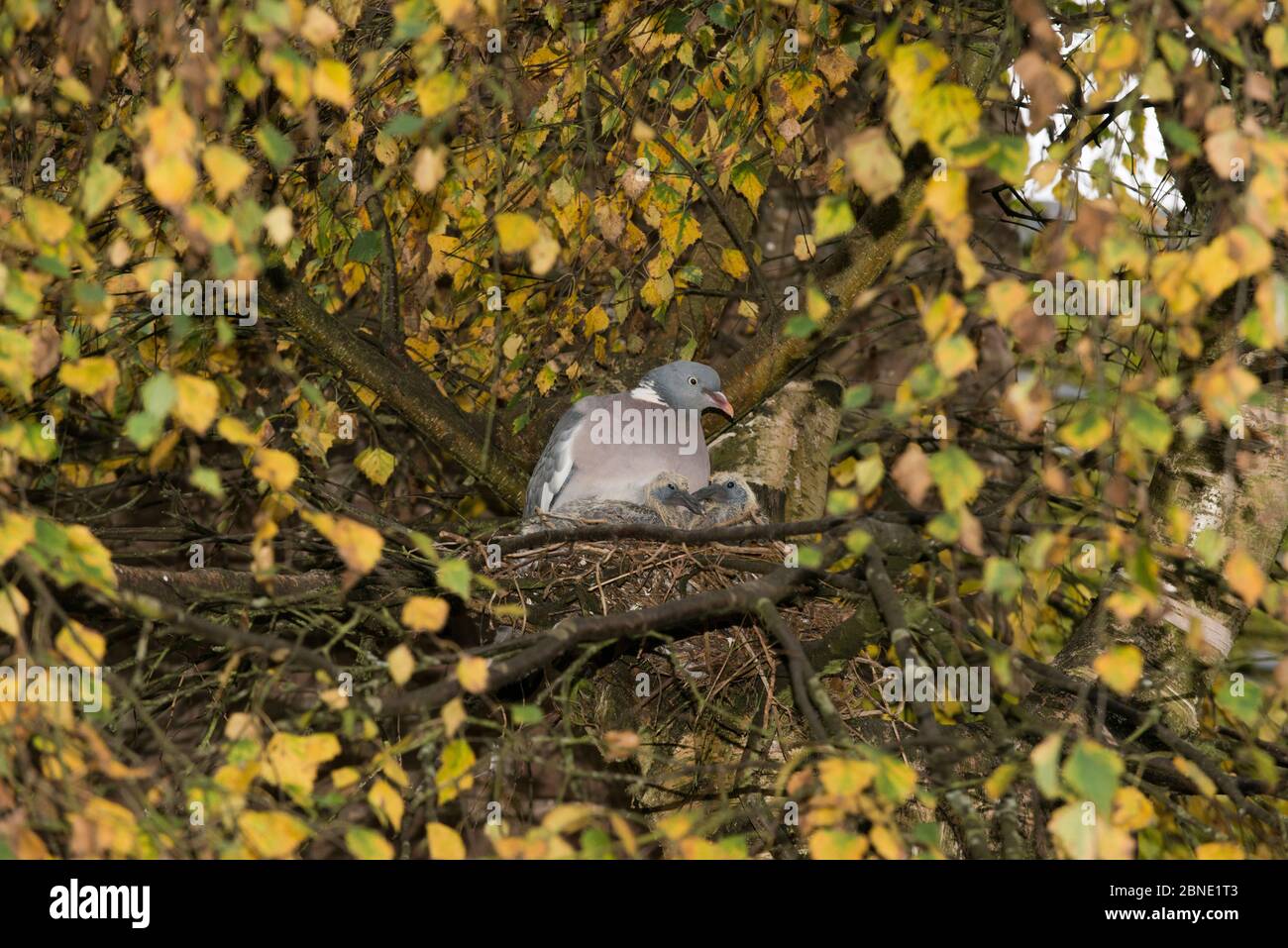 Piccione di legno (Columba palumbus) seduto su nido con due squabs / pulcini, nido situato in Downy Birch (Betula pubescens), Herefordshire, Inghilterra, UK, O. Foto Stock