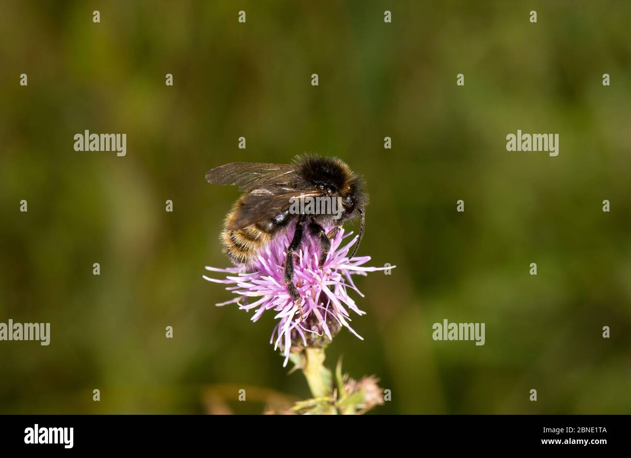 Campo cucucucuculo Bumblebee (Bombus campestris) su creeping thistle (Cirsium arvense), Worcestershire, Inghilterra, Regno Unito, agosto. Foto Stock