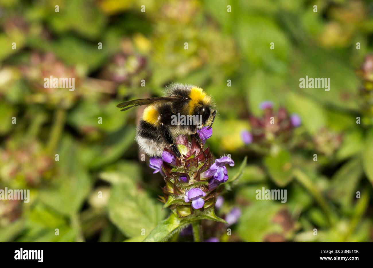 Giardino Bumblebee (Bombus hortorum) impollinante Selfheal (Prunella vulgaris) in giardino prato, Hererfordshire, Inghilterra, Regno Unito, luglio. Foto Stock