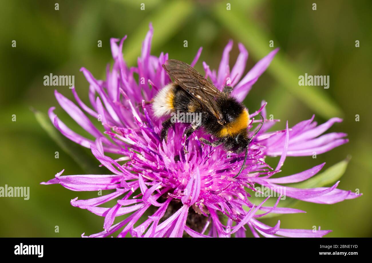 Vestal cucù bumblebee (Bombus vestalis) che si nuoccica su Knapweed (Centaurea nigra), Herefordshire, Inghilterra, Regno Unito, giugno. Foto Stock