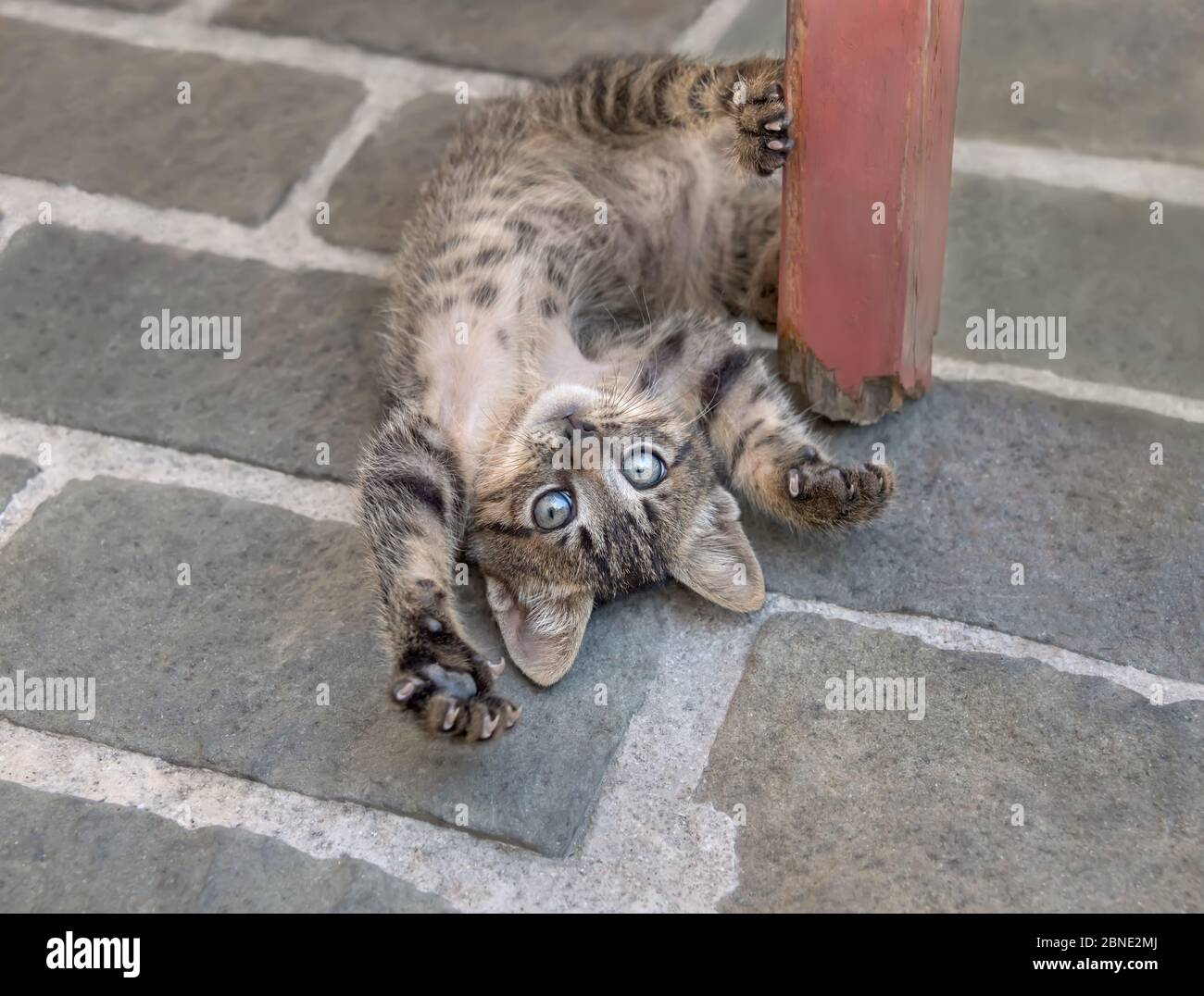 Carino gattino marrone tabby gattino giocherello su terreno pietroso, rotolare intorno sulla sua schiena, espone il suo ventre e guardando curioso, Creta, Grecia Foto Stock