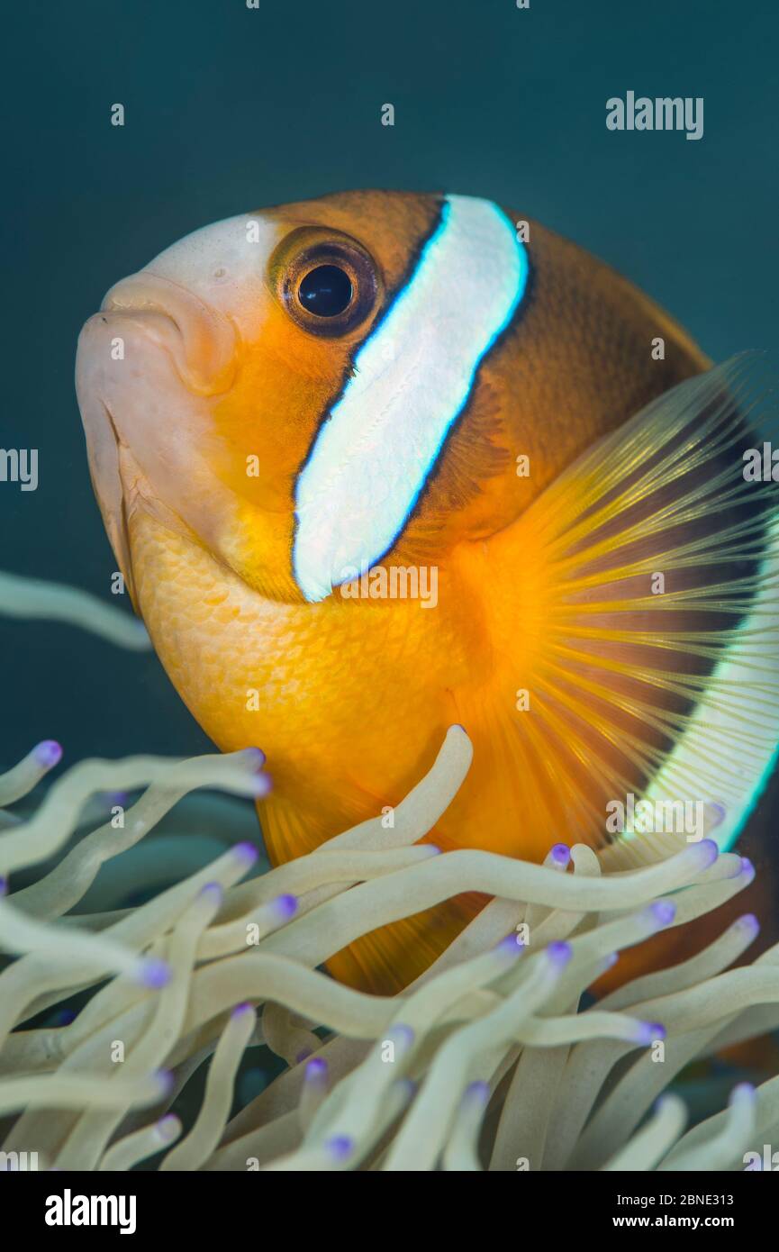 Anemonefish di Clark (Amphiprion clarkii) all'anemone ospite. Dauin, Dumaguete, Negros, Filippine. Bohol Sea, Oceano Pacifico tropicale occidentale. Padre di Foto Stock