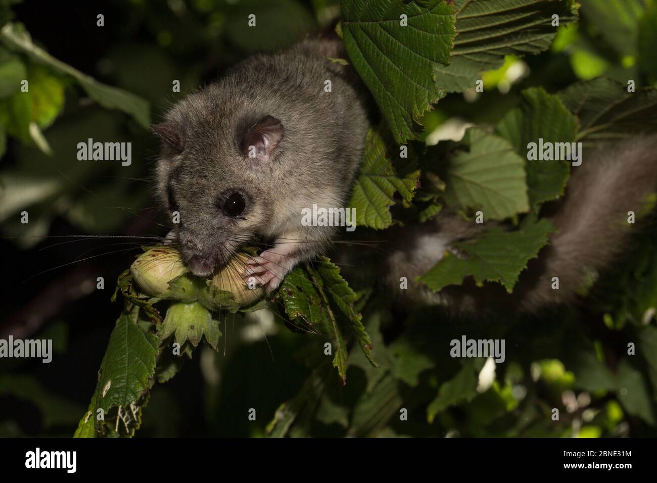 Grasso / Dormouse commestibile (Glis glis) che si nuoce a nocciola, Captive, agosto. Foto Stock