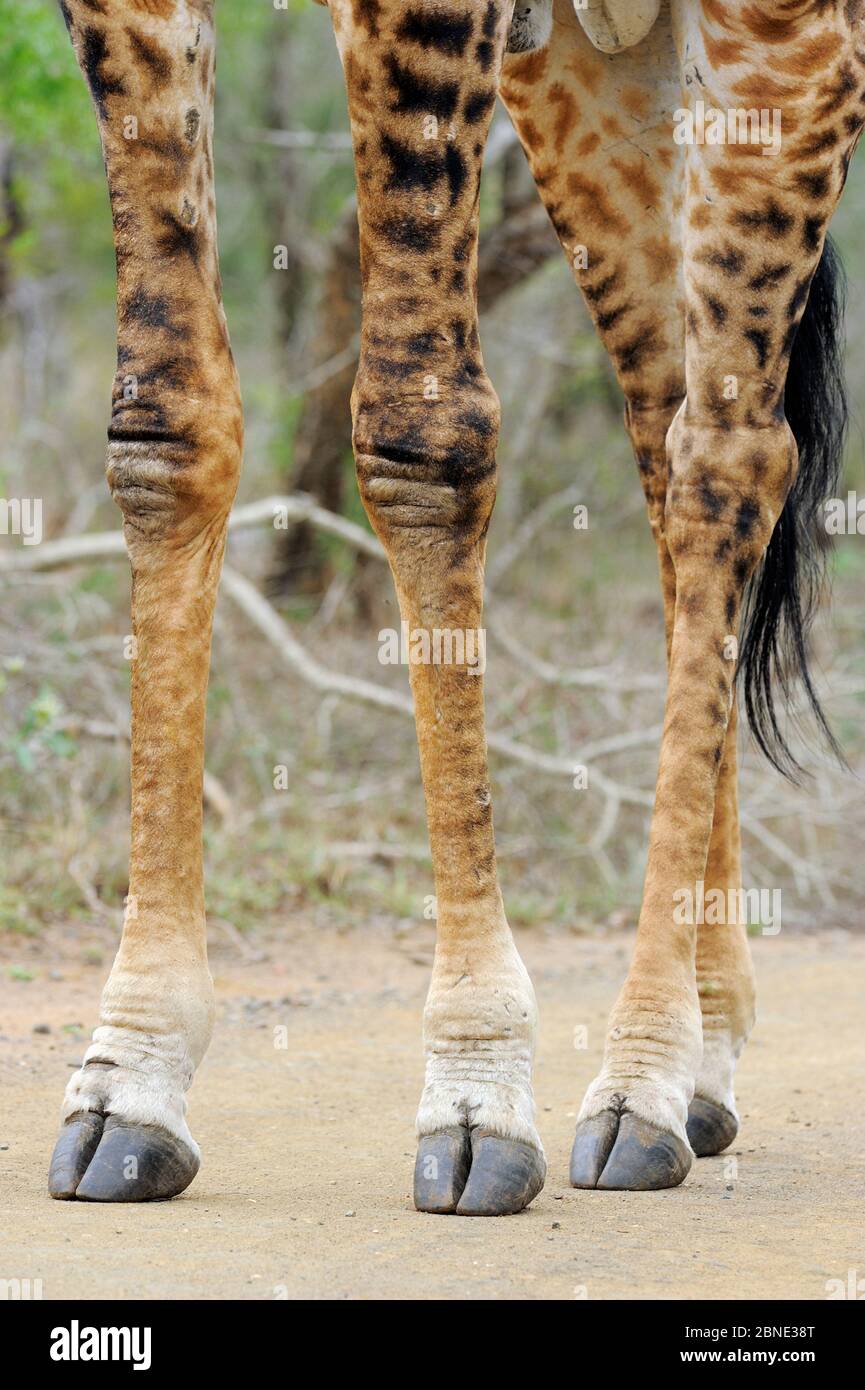 Giraffe (Giraffa cameleopardalis) primo piano di gambe, iMfolozi National Park, Sudafrica Foto Stock