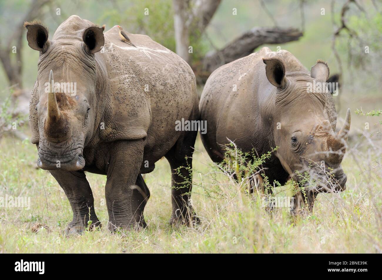 Rinoceronte bianco (Ceratotherium simum) madre e vitello, iMFOLOZI National Park, Sudafrica Foto Stock