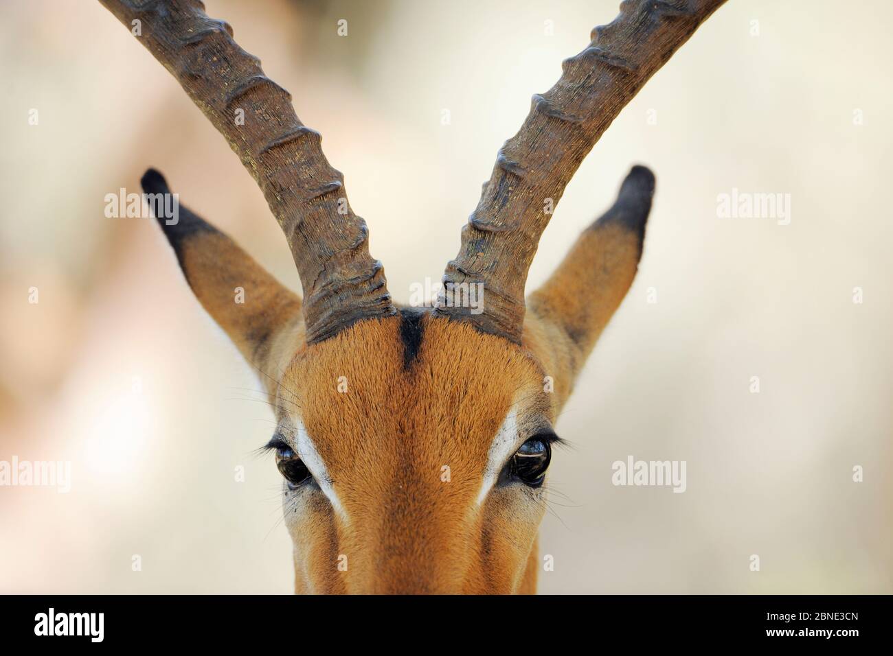 Impala antilope (Aepyceros melampus) primo piano di faccia, iMfolozi National Park, Sudafrica Foto Stock