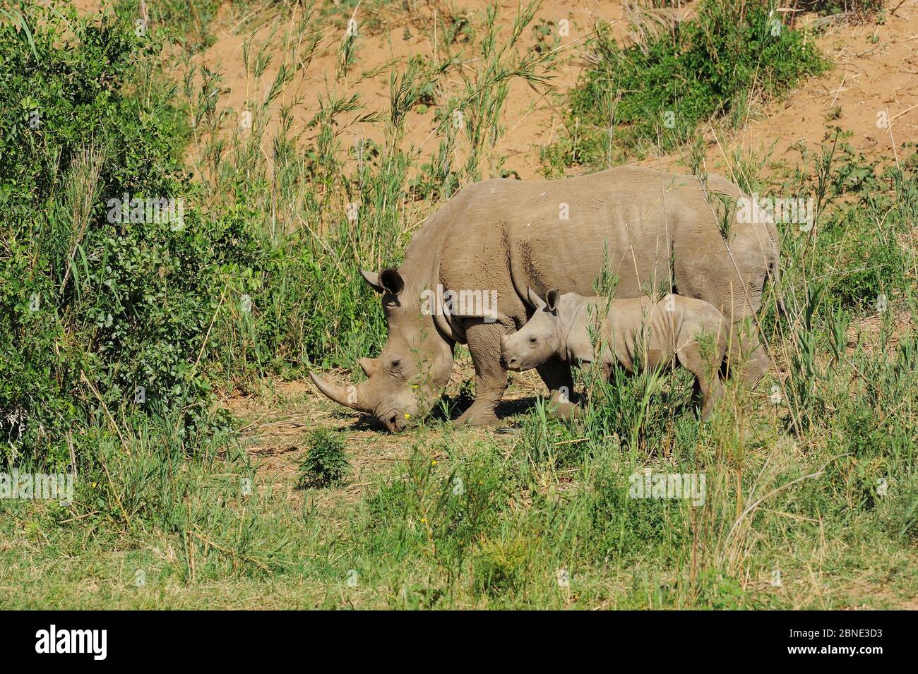 Rinoceronte bianco (Ceratotherium simum) pascoli di madre e vitello, Parco Nazionale iMFOLOzi, Sudafrica Foto Stock