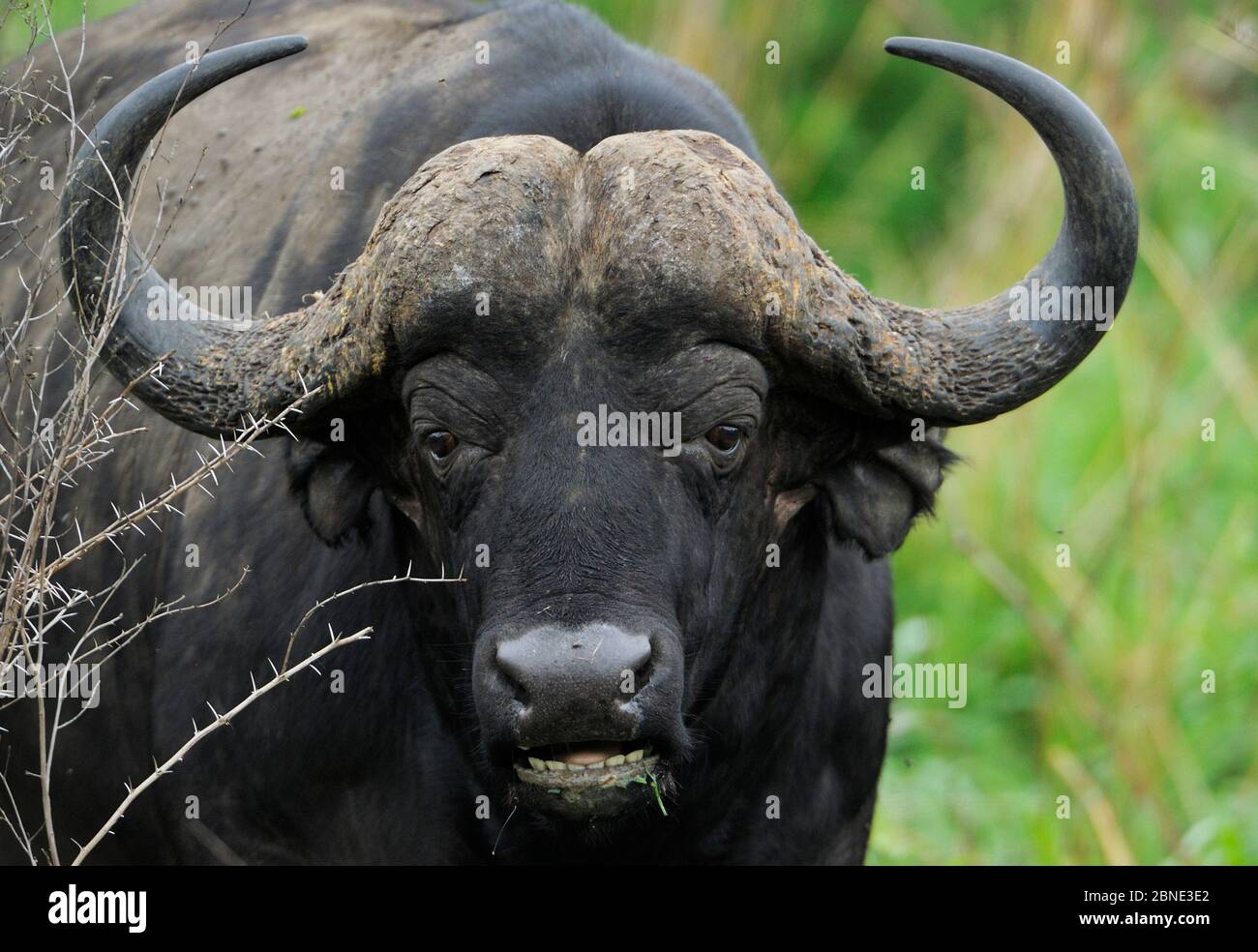 Capo bufalo (Syncerus caffer) ritratto maschile, iMFOLOzi National Park, Sudafrica Foto Stock