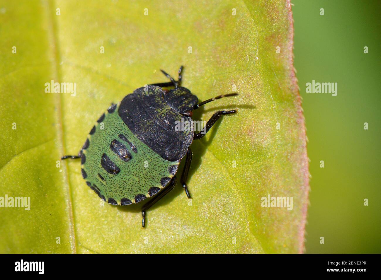 Comune Green shield bug / Green Stink bug (Palomena prasina) quarto instar ninfa alba su una foglia, Cornovaglia, Regno Unito, settembre. Foto Stock