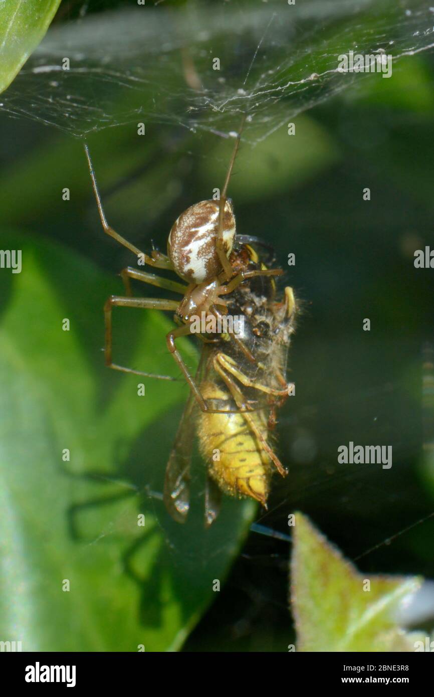 Amaca-tessitore comune / ragno amaca europea (Linyphia triangularis) con un comune wasp (Vespula vulgaris) ha catturato nella sua rete tra il congedo di edera Foto Stock