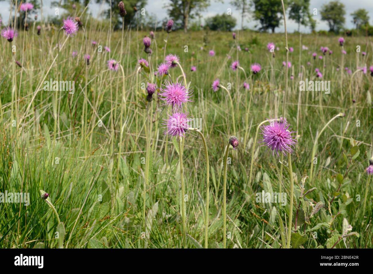 Prato di cardi (Cirsium dissectum) fioritura in un panno umido culm prato pascolo, Devon, Regno Unito, Giugno. Foto Stock