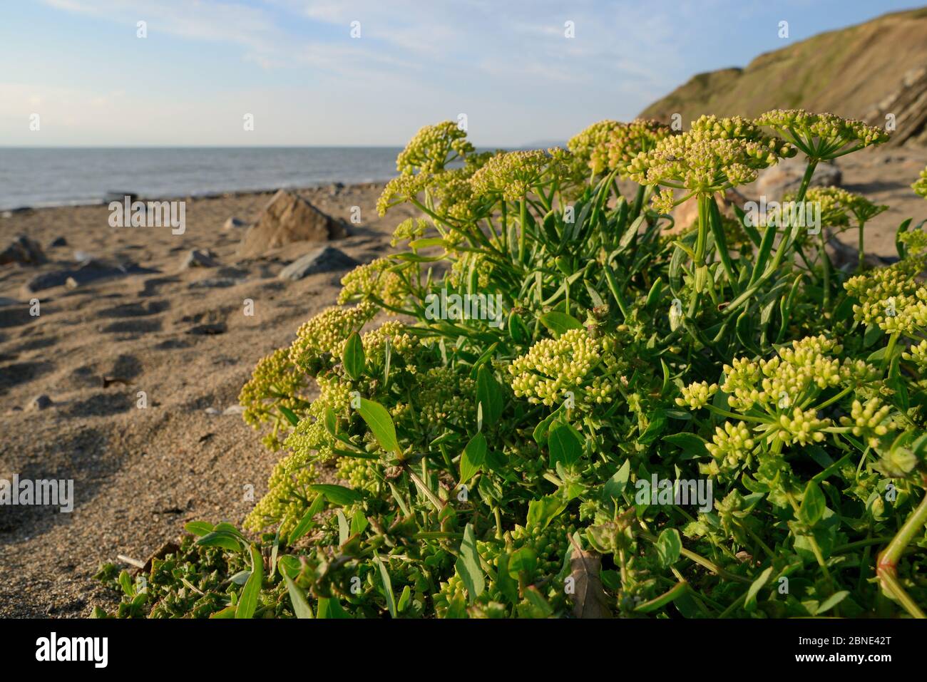 Rock samphire / il finocchio di mare (Crithmum maritimum) fioritura alta su di una spiaggia di sabbia, vicino a Bude, Cornwall, Regno Unito, Settembre. Foto Stock