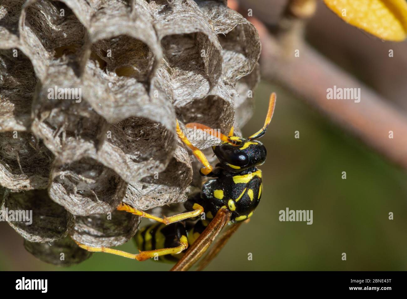 Carta wasp costruire il nido, Vrana Lago Parco Naturale, Croazia Foto Stock