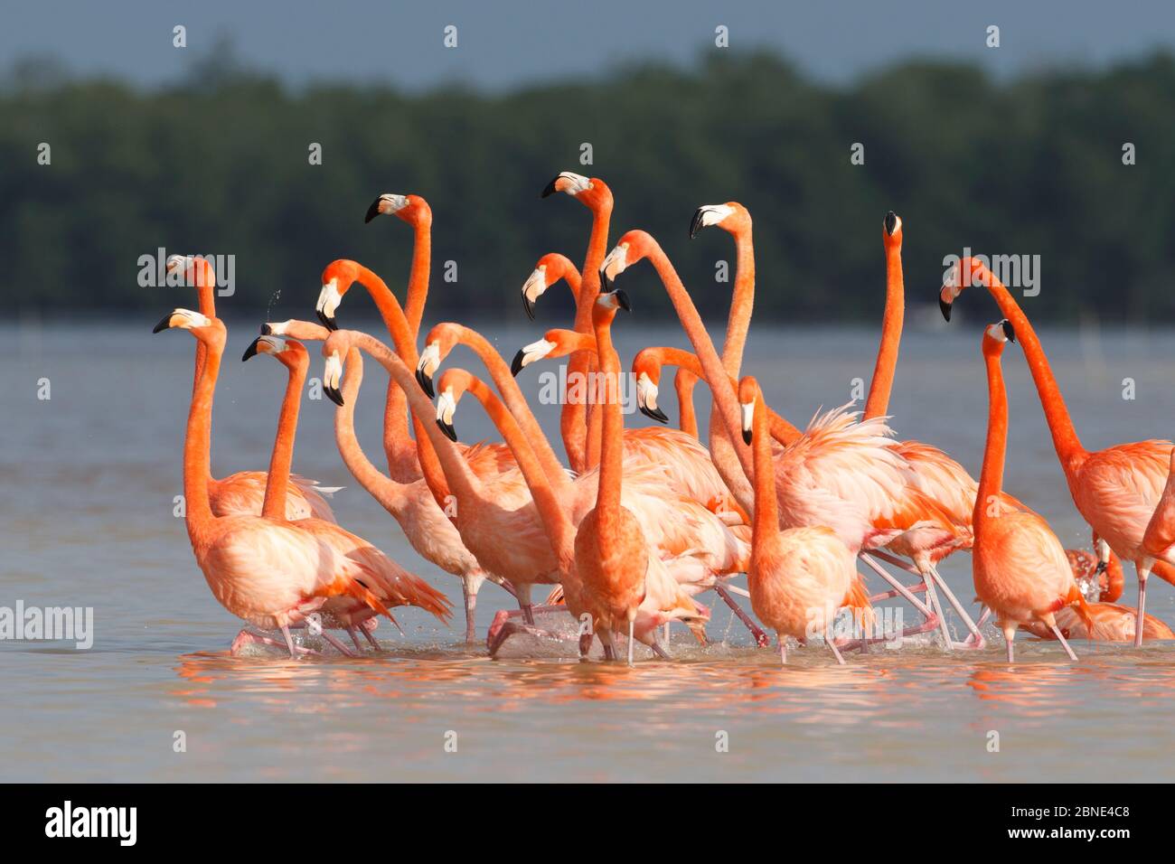 I Flamingos Americani (fenicotteri ruber) eseguono elaborate esposizioni di cortili marchlike, la Riserva della Biosfera Celestun, Yuchutan, Messico. Febbraio. Foto Stock