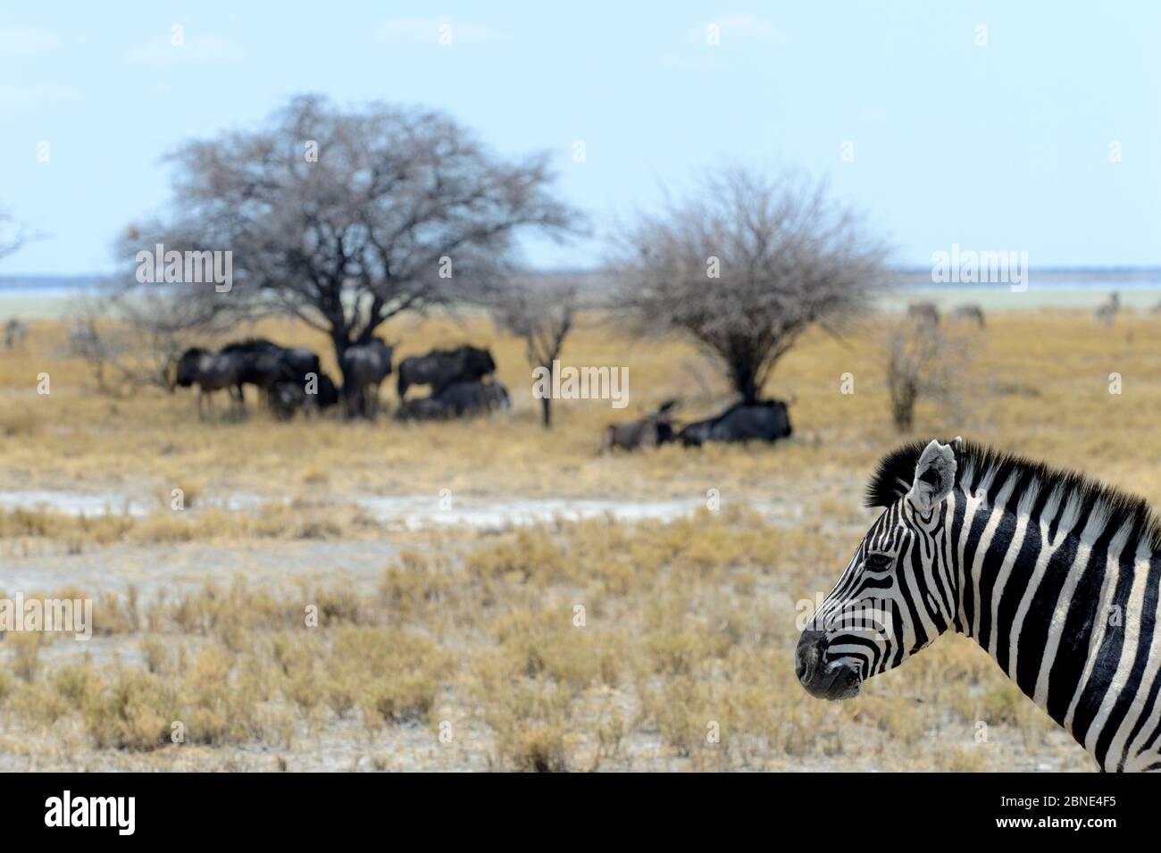 Zebra pianure (Equus quagga / burchelli) con wildebeest Blu (Connochaetes gnou) sotto sfondo albero, in teglia Etosha, durante la stagione secca, Etosha nati Foto Stock