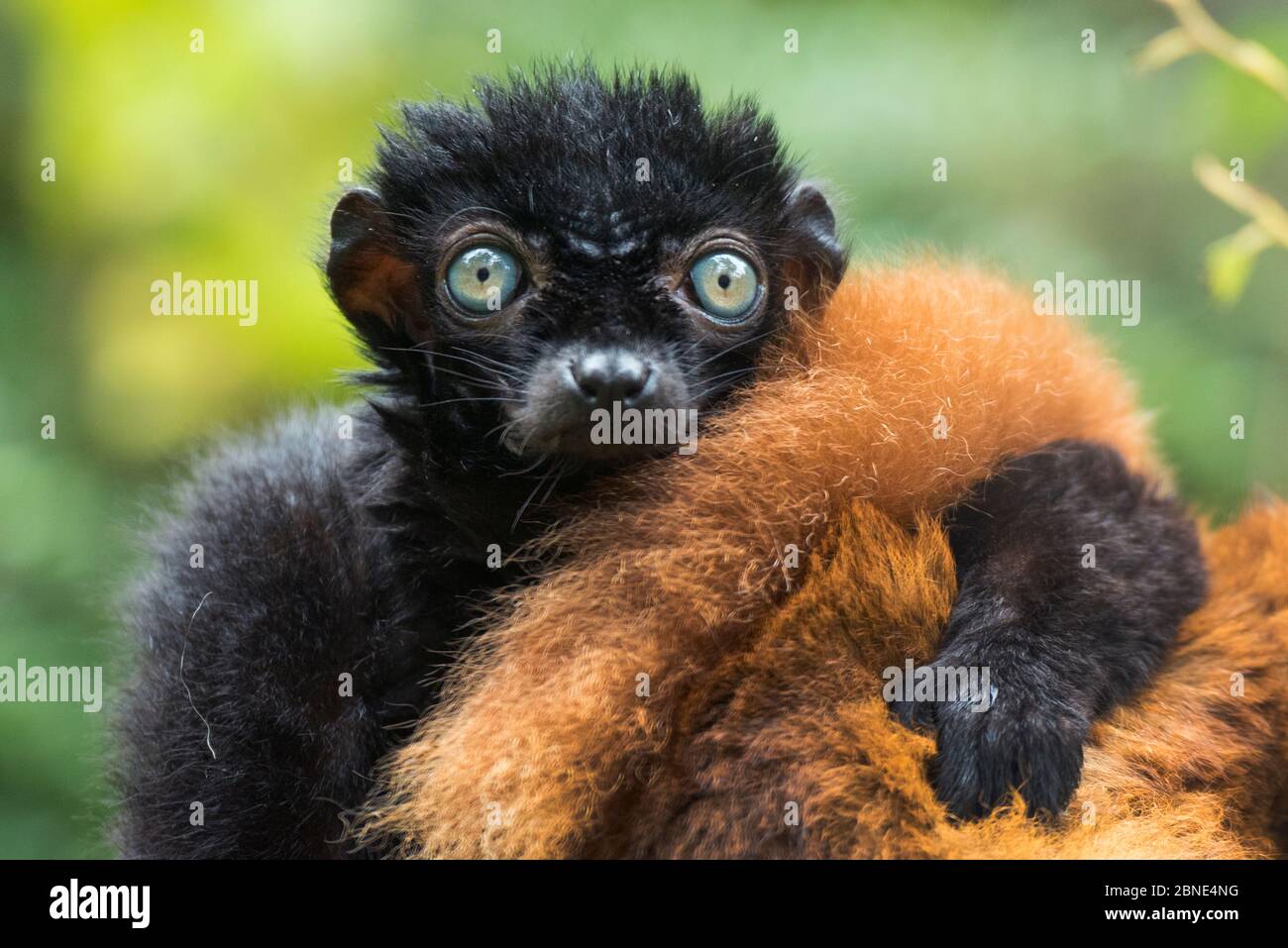 Blue-eyed / Sclater nero lemur (Eulemur flavifrons) maschio con braccio sulla schiena di donna, in cattività, endemico al Madagascar., criticamente minacciato. Foto Stock