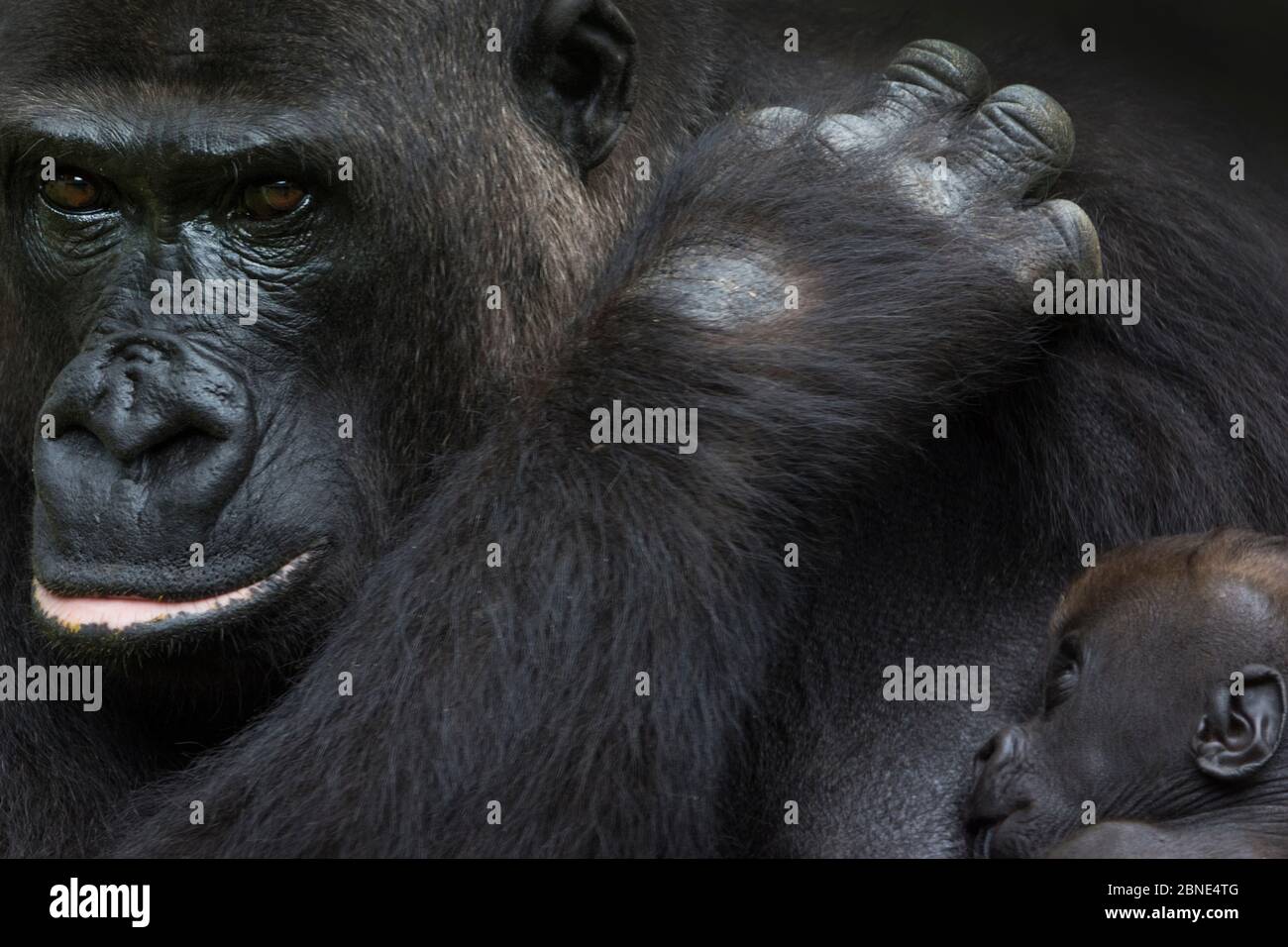 Western Lowland gorilla (Gorilla gorilla gorilla) madre con 45 giorni gemelli, in cattività. Criticamente svincolato. Foto Stock
