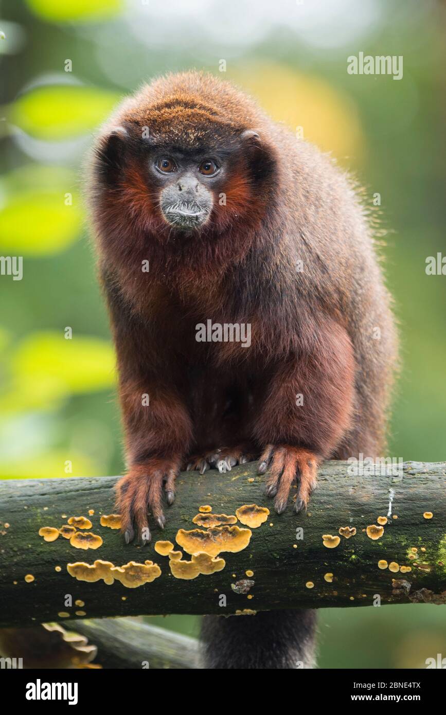 Rossi titi (Callicebus cupuceus) prigionieri, si verifica in Brasile e Perù. Foto Stock