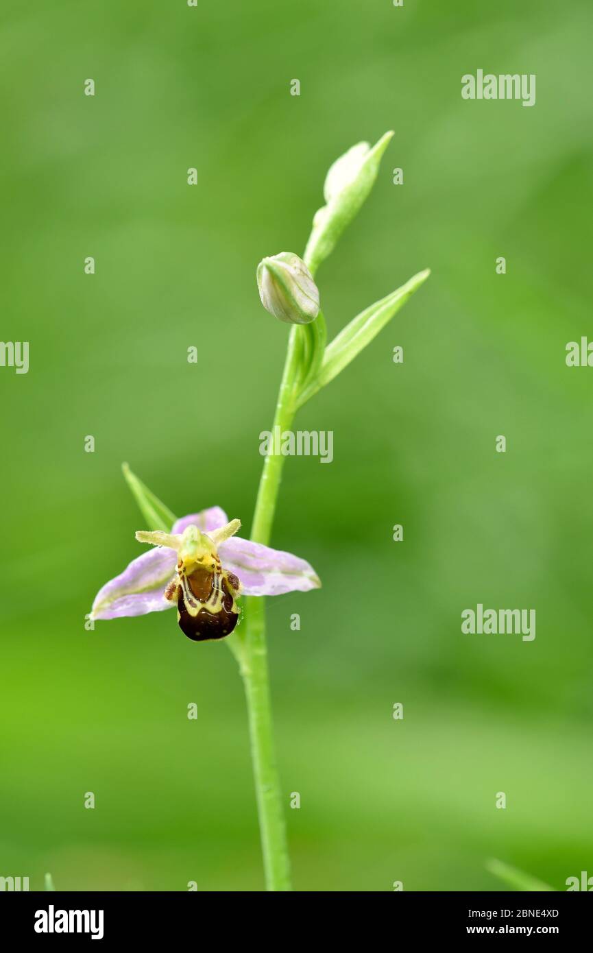 Orchidea delle api (Ophrys apifera) in fiore, Riserva Naturale di Green Down, Somerset, Inghilterra, Regno Unito, giugno. Foto Stock