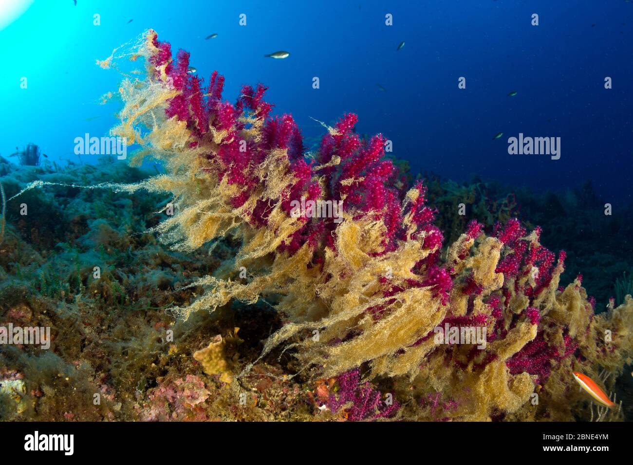 Corallo gorgoniano rosso (Paramuricea clavata) coperto di mucillagini, sintomo di aumento della temperatura del mare, Riserva Marina di Punta Campanella, massa Lubrense, Foto Stock