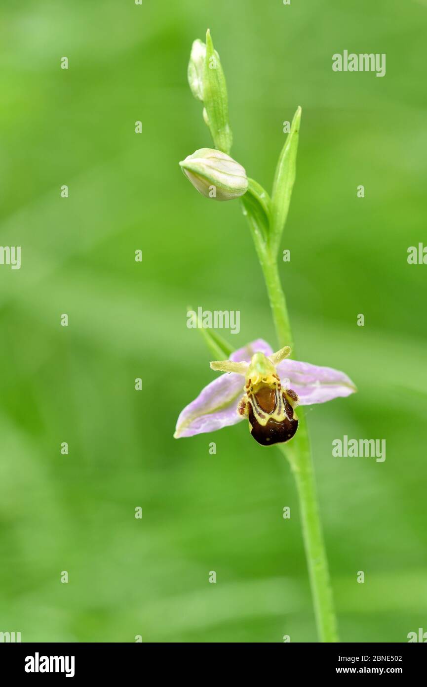 Orchidea delle api (Ophrys apifera) in fiore, Riserva Naturale di Green Down, Somerset, Inghilterra, Regno Unito, giugno. Foto Stock