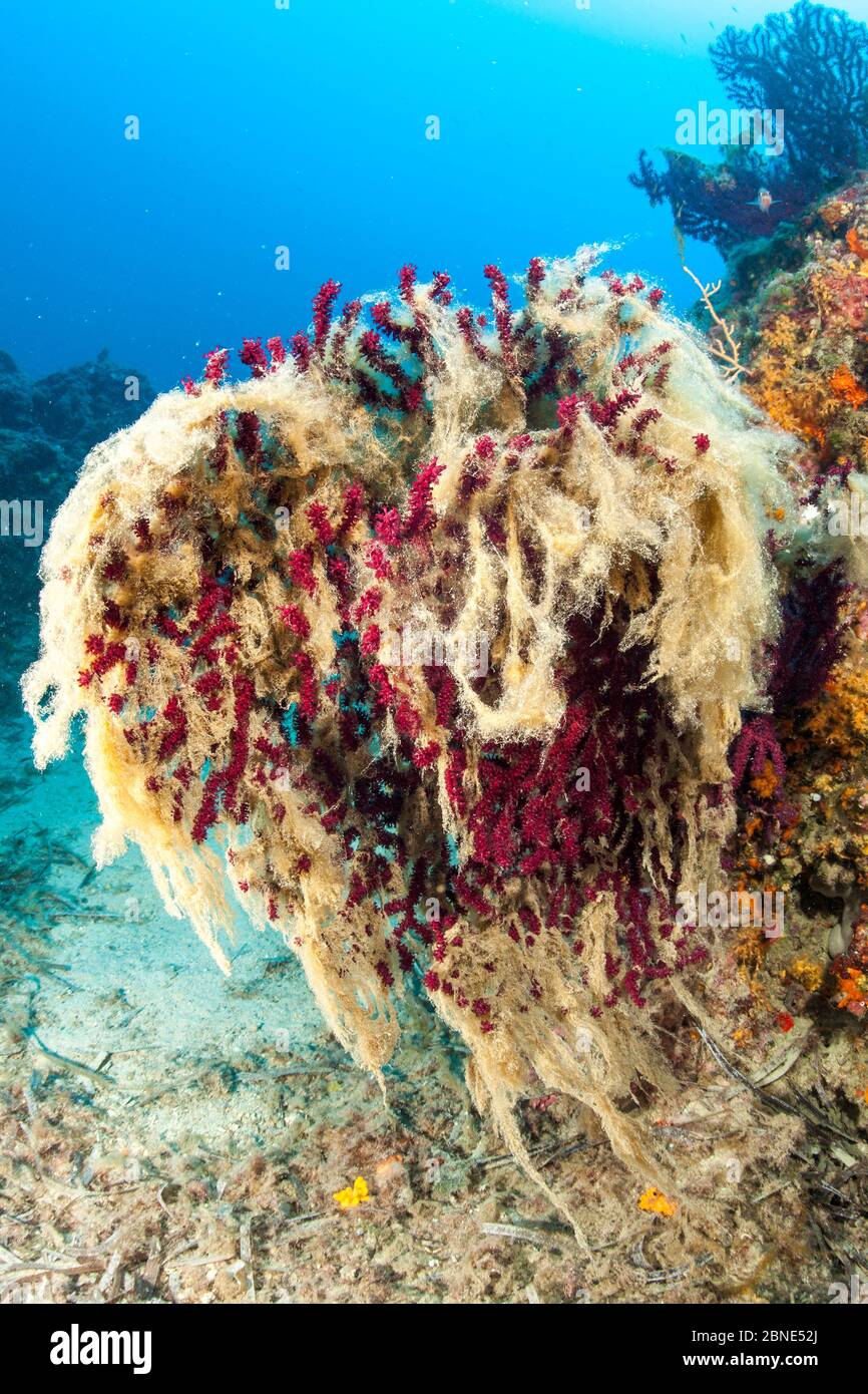 Corallo gorgoniano rosso (Paramuricea clavata) ricoperto di mucillagini, sintomo di aumento della temperatura del mare, Ventimiglia, Italia, Mar Ligure, Mediterraneo Foto Stock