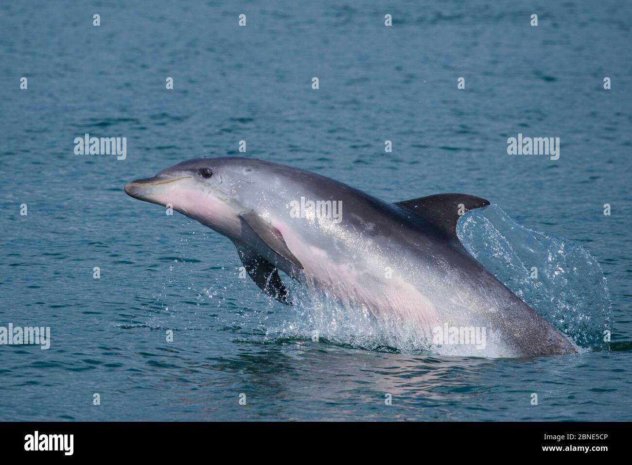 Delfino a collo di bottiglia, (Tursiops truncatus) porpoising, estuario del Sado, Portogallo, settembre. Foto Stock